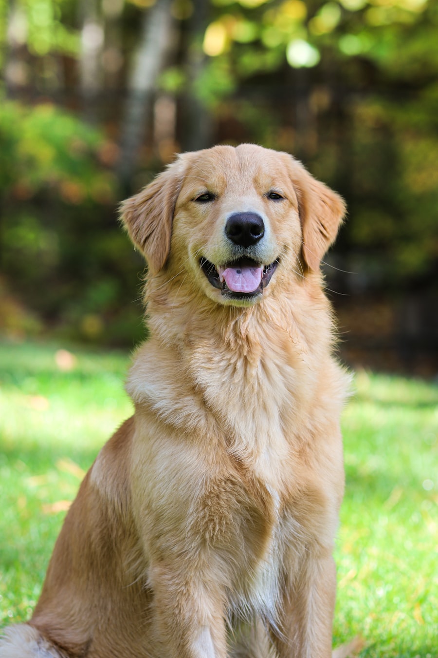 Maple, a golden retriever