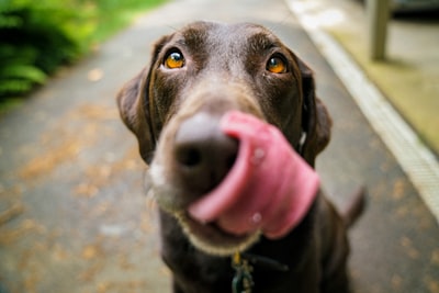 Biscuit the labrador