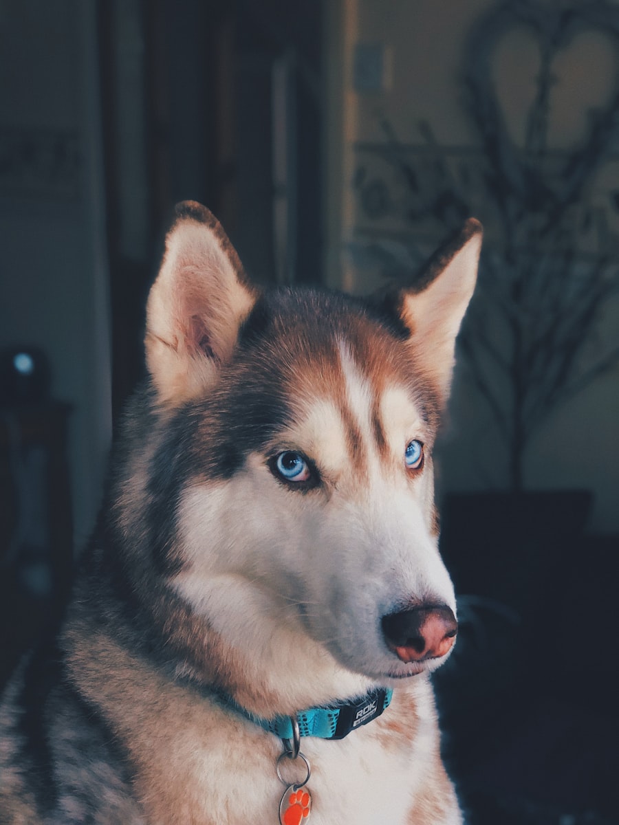 Rocky the husky